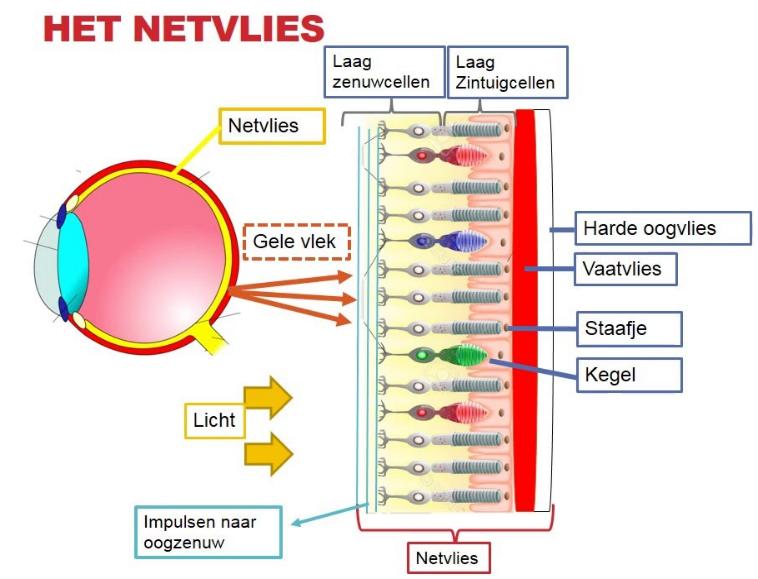 Het licht valt op het netvlies, op de gele vlek.