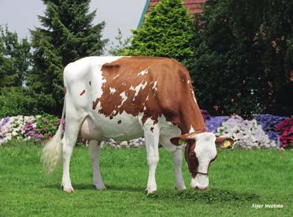 Red Alert is de eerste stier uit deze koefamilie en bied daardoor alternatieve genen voor de roodbontpopulatie.