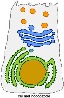 Exocytose 29. Men is in staat om eiwitten radioactief te labelen, door één van de aminozuren te labelen.