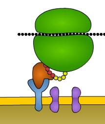 18. Op welke manier vindt translocatie van eiwitten naar het lumen van het RER plaats? 19. Geef aan welke eiwitten op onderstaande ribosomen worden gesynthetiseerd. 20.
