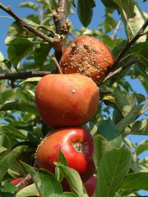 2. 02/ Monilia vruchtrot Monilinia fructigena Beschrijving Monilia rot bij appel treedt vooral op in de boomgaard.