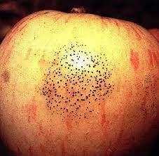 Bespuitingen tegen vruchtrot kort voor de oogst, bijvoorbeeld met Bellis of Switch, dragen ook bij aan beheersing van deze ziekten.