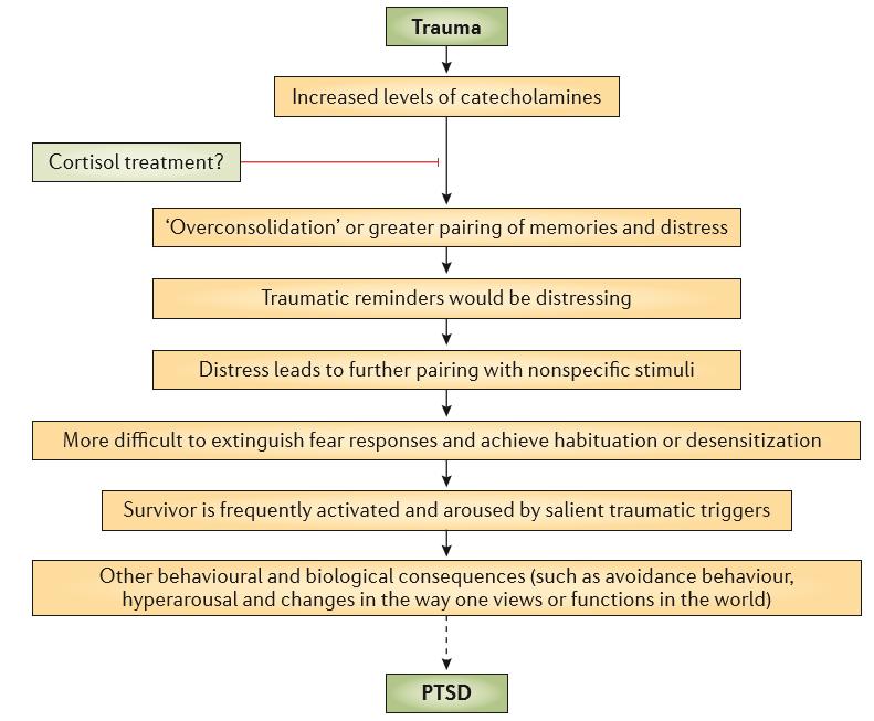 Pathophysiology of PTSD Affective