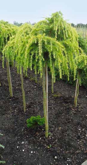 Picea pungens Iseli Fastigiate Picea glauca Blue Globe Cedrus deodara Aurea Thuja