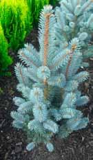 draadjes, groen gewas, vanaf 11,50 Tsuga canadensis Cole s Prostrate - compact,