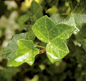 FALLOPIA - bruidssluier, wit, vanaf 9,00 HEDERA - groen- en bontbladige soorten, vanaf 4,75