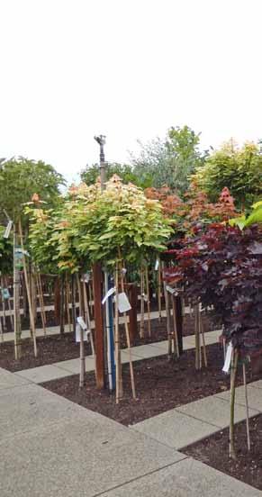 Malus Evereste Euonymus japonicus Green Spire Overzicht stambomen ILEX aquifolium Golden King - en diverse andere soorten en maten, vanaf 8,00 KERRIA japonica Pleniflora -