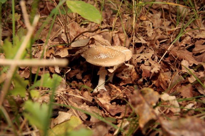 er in deze tijd van het jaar nu opvallend weinig paddenstoelen aanwezig. Gerard Verroen.