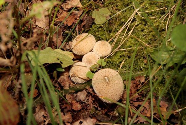 Goudvliesbundelzwam (Pholiota adiposa). Langs de bosrand, bij wat berken, zagen we Vliegenzwammen (Amanita muscaria) staan en op de stam van een dode berk de Berkenzwam (Piptoporus betulinus).