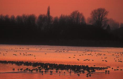 4 Watervogeltellingen tijdens het winterhalfjaar 2001/2002: DE EERSTE RESULTATEN Watervogels concentreren zich in de winterperiode over het algemeen in een beperkt aantal gebieden en habitats.