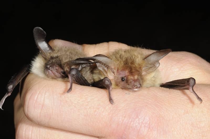 Vleermuizen Enige vliegende zoogdieren 1 jong per jaar