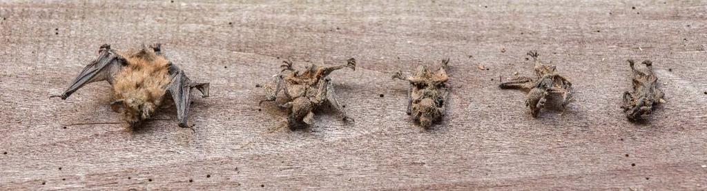 Foto 8: Enkele dood gevonden jonge Ingekorven vleermuizen in de kraamkolonie in Herentals, 28/07/2017 (foto Kevin Feytons) - Dit onderzoek heeft verder aangetoond dat in de Antwerpse Kempen het