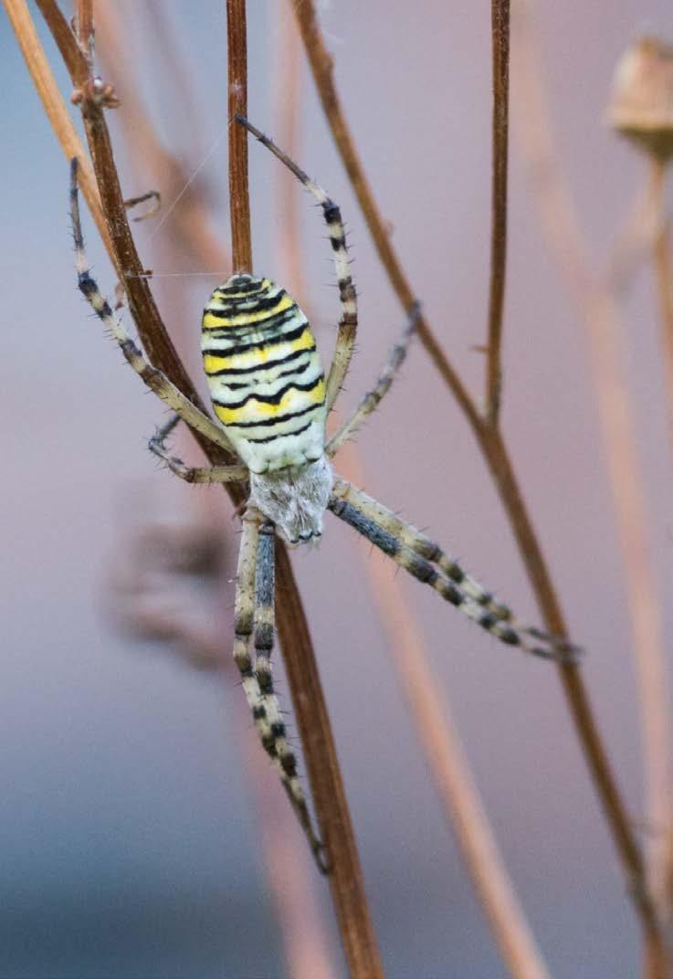 BESCHERMING VAN GROENE RUIMTEN EN SEMI-NATUURLIJKE SITES DANKZIJ DE MILIEUWETGEVING IN HET BRUSSELS HOOFDSTEDELIJK GEWEST NATUUR- EN BOSRESERVATEN Natuurreservaten en bosreservaten zijn gebieden die