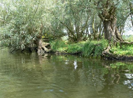 Bij het zien van de ruige en hoog opgaande wilgenbossen vergeet je dat je in Nederland bent!