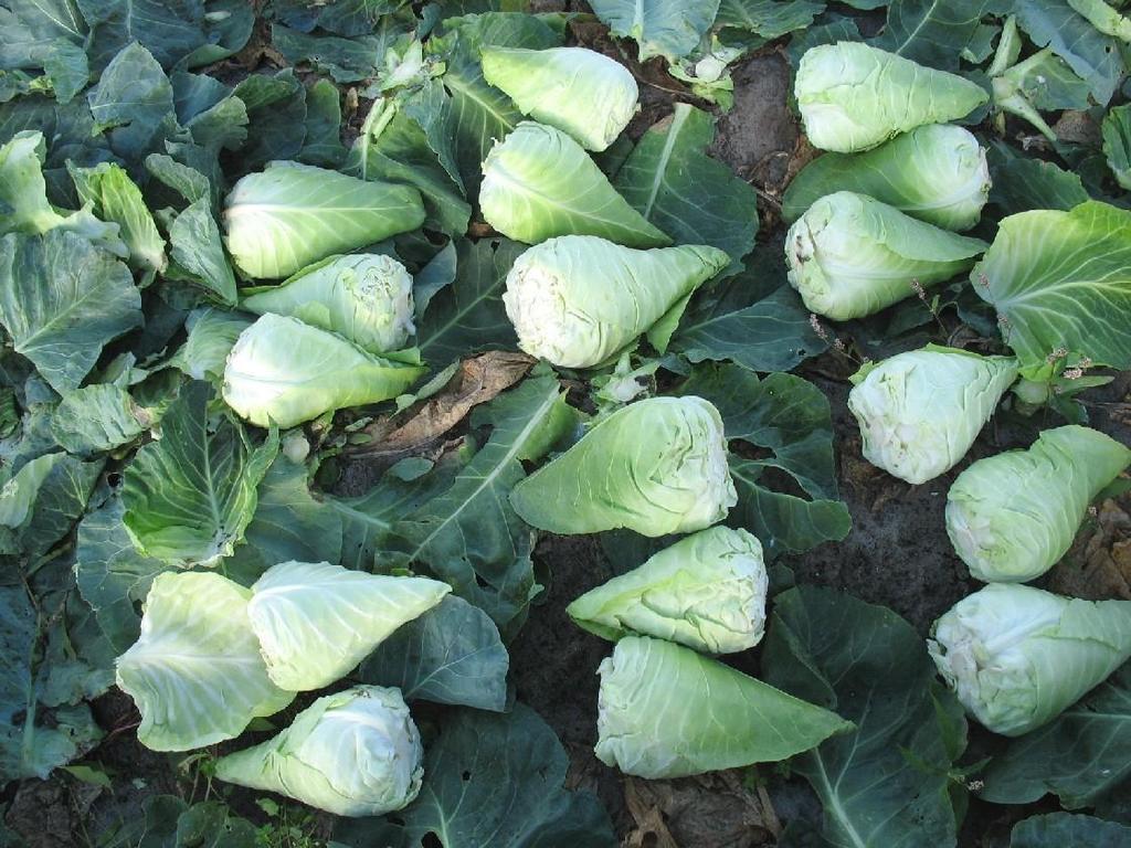 In de onbehandelde veldjes kwam een zware aantasting met late koolvlieg voor. Meer dan de helft van de planten was aangetast. De objecten 4, 6 en 8 hadden geen werking op late koolvlieg.