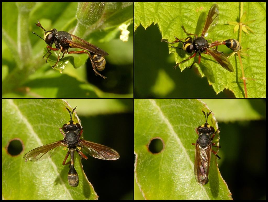 Planten uit deze familie zoals euphorbium en bitterzoet zijn giftig, maar het zegekruid niet. In het land van herkomst, Peru, gebruikte men de bessen bij blaas-en nierkwalen.