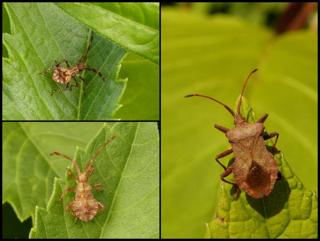 Ik schijn een oog voor wantsen te hebben. Misschien komt dat doordat ik het een interessante insectensoort vind.