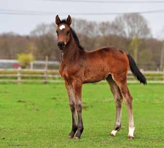 Naam : Charlie DH Z Geboren : 04/04/2018 Afstamming : Comilfo Plus Z x Coltaire Z Fokker : Spits BVBA (Sint-Katelijne-Waver, België) Naam : Nasrien Hope DH Z Geboren : 01/04/2018 Afstamming : Nixon x