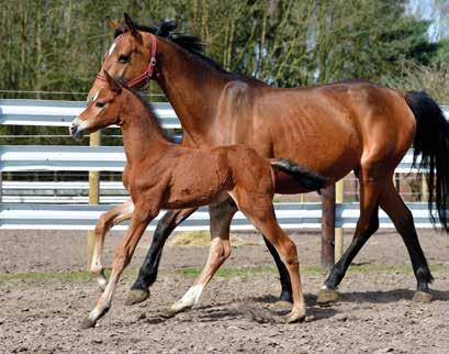 Naam : Chronos van de Vijfheide Z Geboren : 05/03/2018 Afstamming : Cool Crack Z x Numero Uno Fokker : Ken Steijvers (Putte, België) Naam : Amor van de Vijfheide Z Geboren : 15/03/2018 Afstamming :