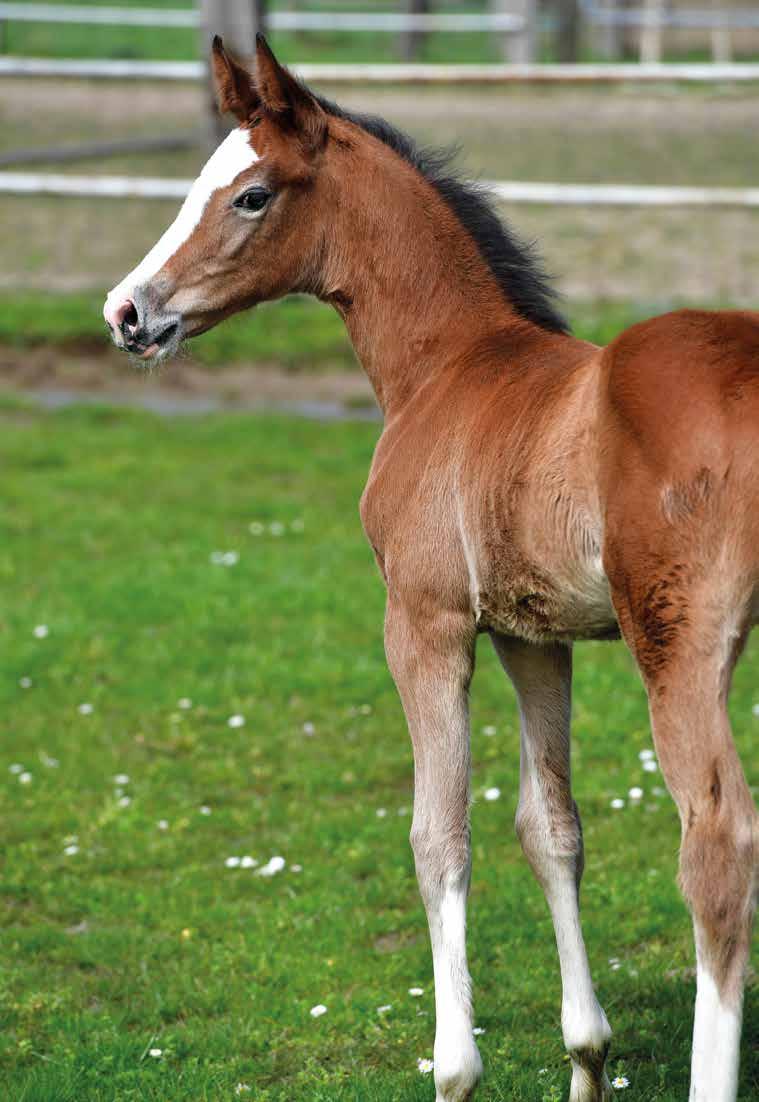 Naam : Cicciolina VM Z Geboren : 07/03/2018 Afstamming : Chin Champ x Calido I Fokker : Stal Van Meer (Duffel, België) Aanvankelijk bewandelde Erik Van Meer de weg van zijn vader, veulens fokken en