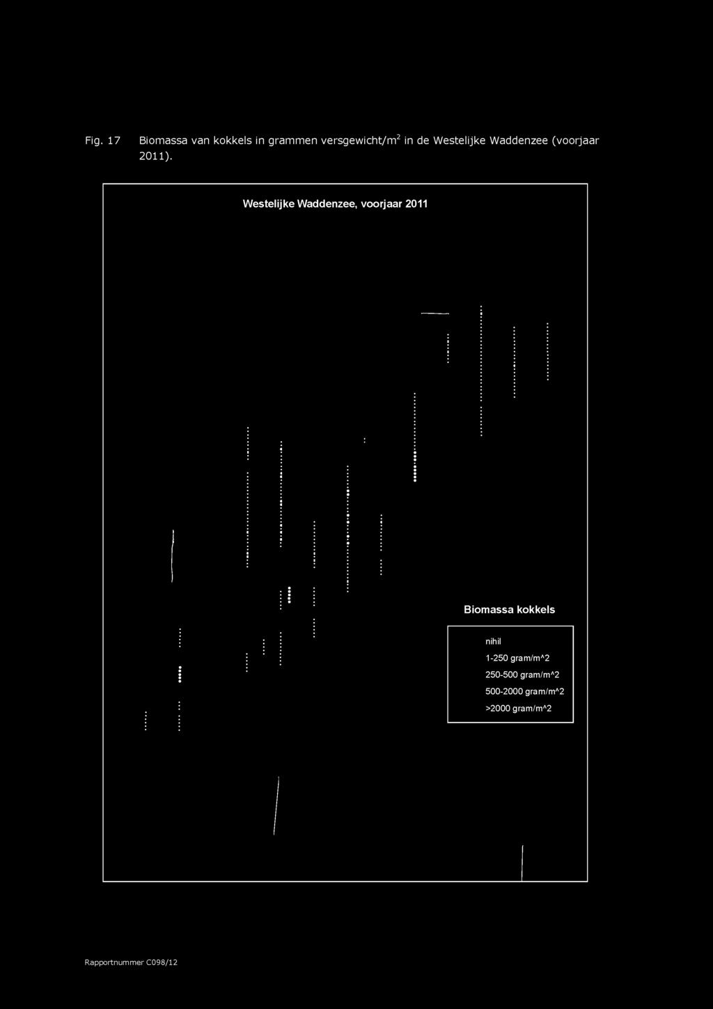 Fig. 17 Biomassa van kokkels in grammen versgew icht/m 2 in de