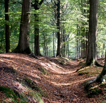 DE OOST-VLAAMSE BOSSEN INTRO Oost-Vlaanderen is misschien niet de dichtst beboste provincie van het land.