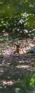 WINTER LENTE EEN BOS VOOR ELK SEIZOEN Drongengoedbos Eindeloos winterwandelen doe je in