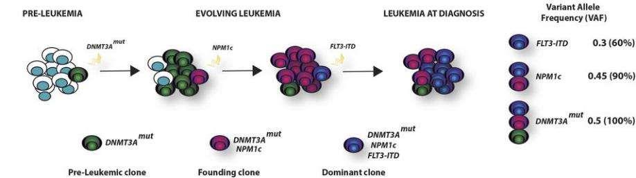 Acute myeloïde leukemie AML is een heterogene ziekte waarvoor een toegespitste, individuele benadering noodzakelijk is Pathofysiologie Clonale