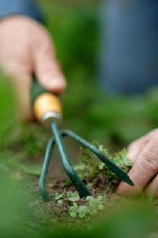 Positie Velt over pesticiden Sterkte Velt: alternatieven voor pesticiden Preventieve maatregelen in