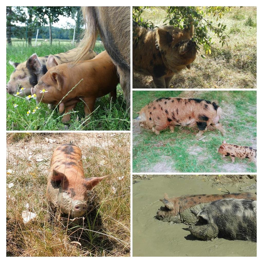 Het blijkt niet alleen een goed idee om varkens in de wijngaard te houden, maar ook tussen de zwarte bessen. In jaren hebben we niet zo n goede oogst gehad.