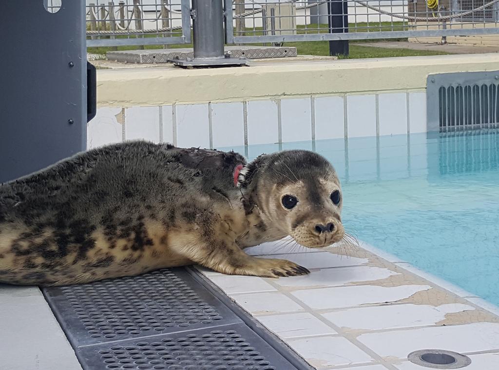 ROBBENBULLETIN Winter 2019 Zeehond Irene gered uit visnet Dit jaar vingen wij een bijzondere zeehond op die vastzat in een visnet.