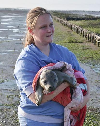 Zeehondenverzorgster Liselotte werkt alweer 12 jaar in Pieterburen en een aantal van u zal haar dan ook herkennen. Liselotte is een echte zeehondenexpert en ze fotografeert haar geliefde dieren graag.