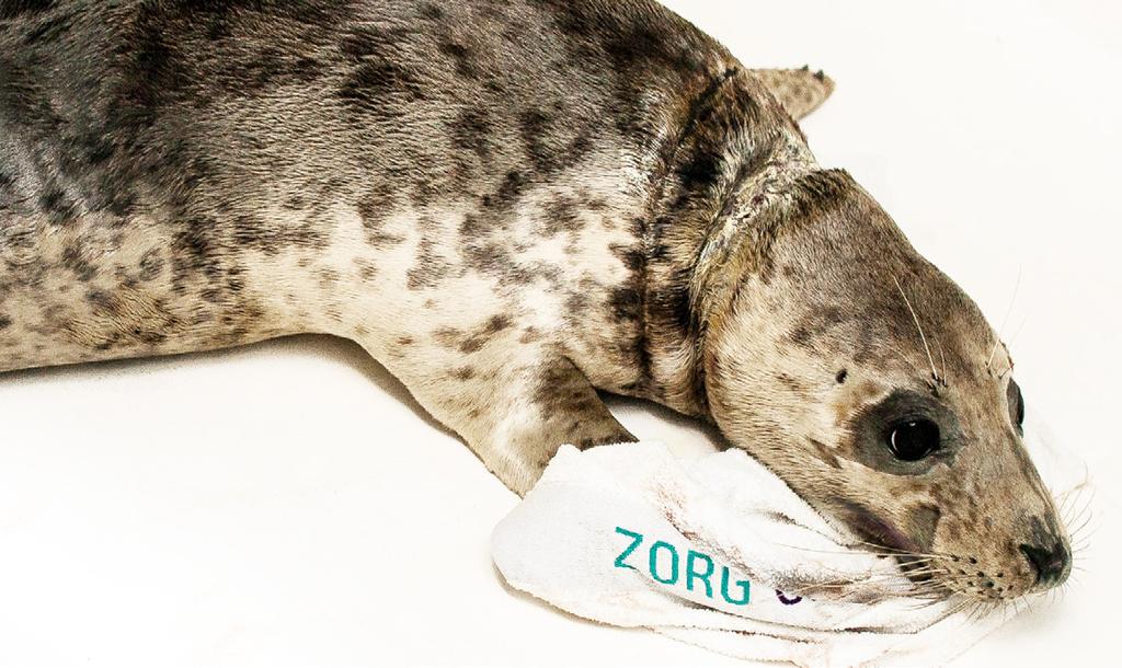 Liselotte Een beetje te ondernemend Nooit zijn het Gewone zeehonden, want die doen gewoon... gewoon. Zodra een jonge zeehond ergens verstrikt in is geraakt is het vrijwel altijd een Grijze zeehond.