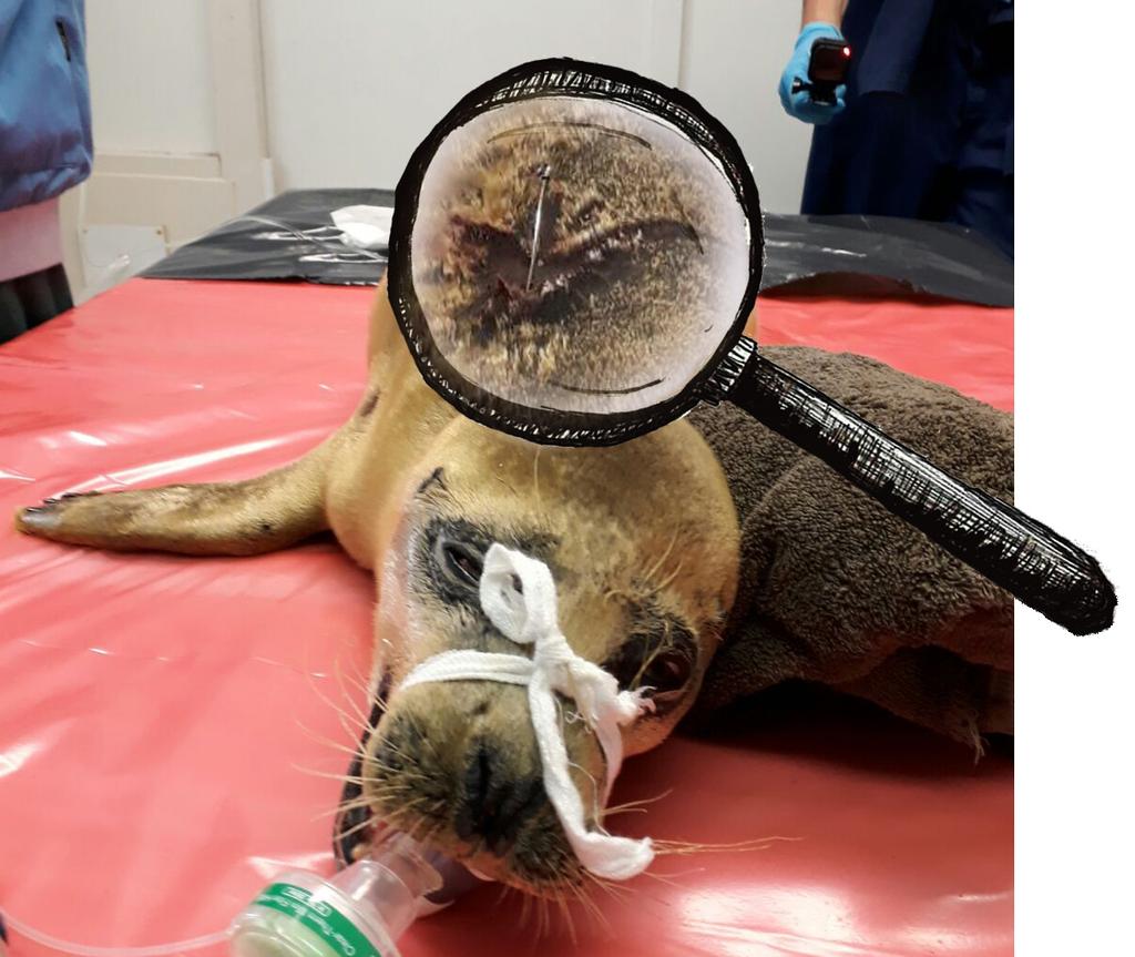 Onze ervaring delen we dan om bewustzijn te creëren en meer problemen te voorkomen. Vorig jaar beschreven we al een keer zeehond Destructor, die we konden redden door middel van een spoed endoscopie.