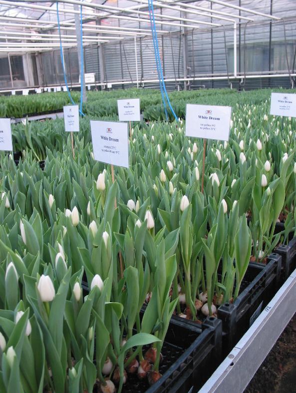 SAMENVATTING In 2003 zijn door de Zuurgroep West-Friesland een aantal teeltproeven uitgevoerd gericht op het voorkomen en beperken van zuur in tulpen.