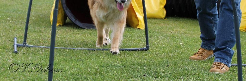 Een wedstrijd laat niet alleen zien hoe goed jij en je hond kunnen lopen maar kan ook een prima meetpunt zijn om te kijken hoever je bent in een training.