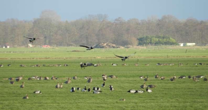 Effecten van ganzen in Friese