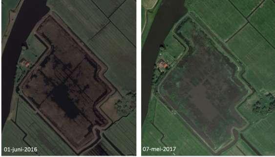 A&W-rapport 2335 Effecten van ganzen in Friese natuurgebieden 9 ganzen. Het waterpeil is daarin duidelijk sturend en maakt deze rietvelden aantrekkelijk.