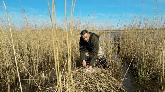 10 A&W-rapport 2335 Effecten van ganzen in Friese natuurgebieden Foto 2.1. Foto van Grauwe ganzen nest van overjarige rietstengels in de Alde Feanen LIFE project (foto Fokke Jan de Jong ) Op één van