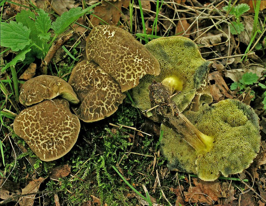 Figuur 12. Xerocomus porosporus, Sombere fluweelboleet. (Foto: Henk Huijser) we daar nu naar gaan zoeken.