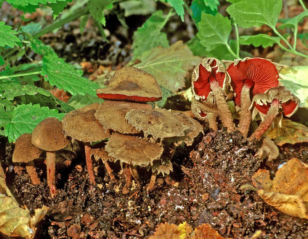 de conclusie leiden dat de Lyophyllaceae een goed omschreven familie is (met alleen onduidelijkheid over basale taxa die de clitocyboïde restgroep wordt genoemd), laat zien hoe de soortenkeuze voor