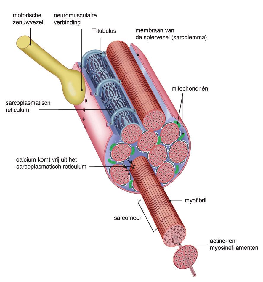 FYSIOLOGIE Neuromusculaire vermoeidheid tijdens inspanning ontstaat door een samenspel van centrale factoren (werkzaam in het zenuwstelsel) en perifere factoren (werkzaam in de spieren).