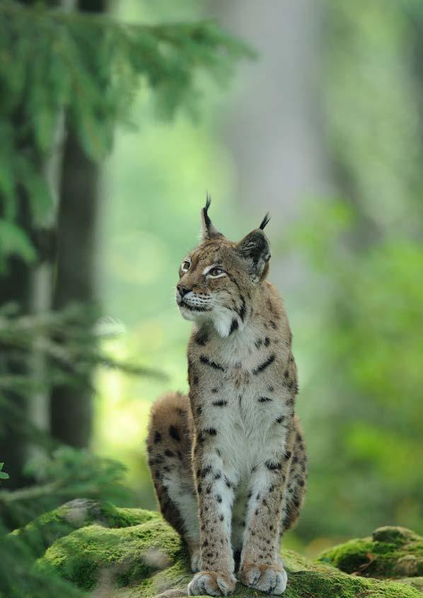 Het Wildpark Kennismaken met de biodiversiteit van onze streken en het behoud van de soorten Nieuw: de Bladerdakbrug Langs het