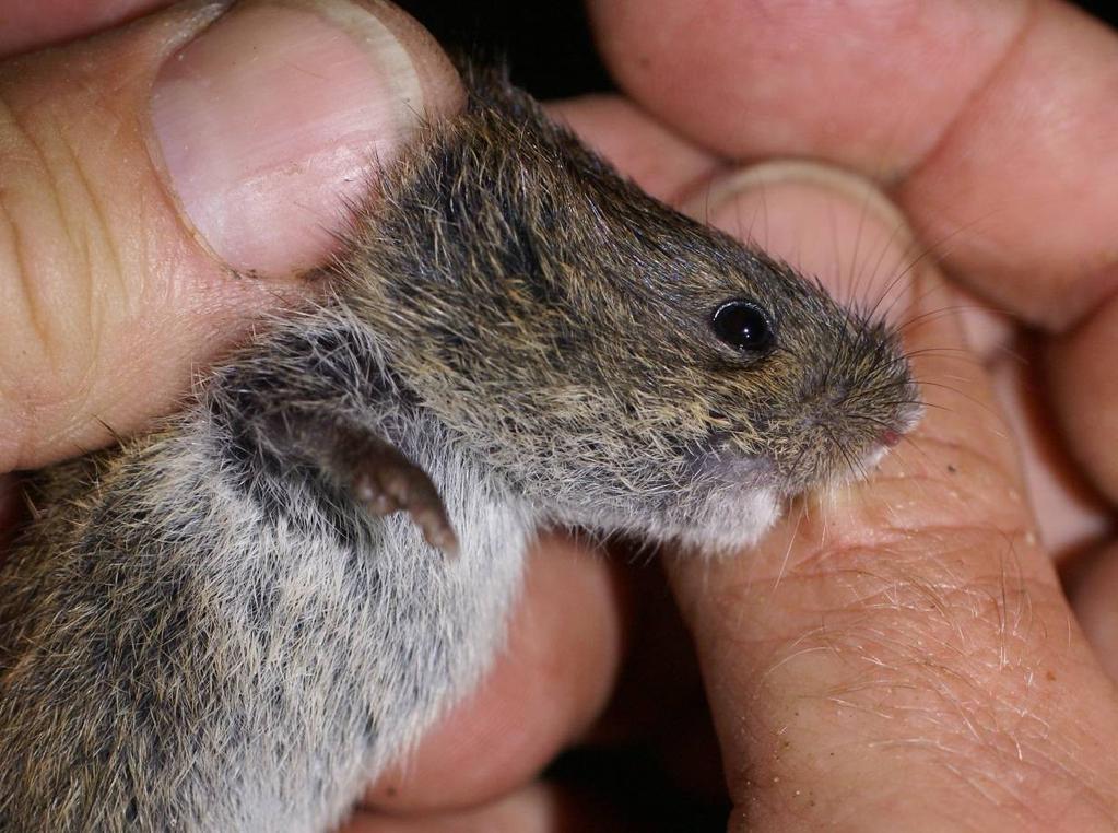 Dankzij de nieuwe manier van voeren -naast het standaardrecept van pindakaas, havermout en peen hebben we deze keer vanaf het begin een kleine vorm van meelwormen toegevoegd- zijn er geen spitsmuizen