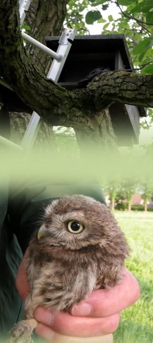 Werkgroep Landschapsonderhoud Van oktober tot en met maart wordt eens per maand beheerswerk verricht aan knotwilgen en (meidoorn)hagen bij particulieren en boeren in de directe omgeving om deze