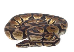 Serie reptielen Koningspython Python regius De koningspython (Python regius) is een niet-giftige wurgslang en behoort tot de familie Boidae (pythons en boa s).