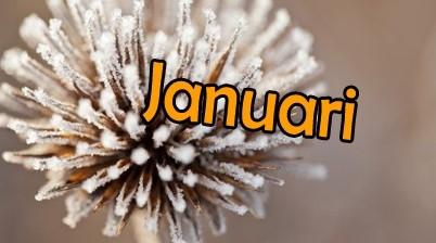 Kalender januari DINSDAG 1 Kerstvakantie WOENSDAG 2 DONDERDAG 3 VRIJDAG 4 ZATERDAG 5 ZONDAG 6 MAANDAG 7 DINSDAG 8 3KO-1-2LO: zwemmen WOENSDAG 9 DONDERDAG 10 VRIJDAG 11 Juf Els en juf Magali: