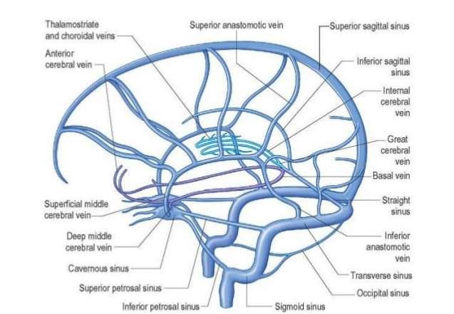 Cerebrale