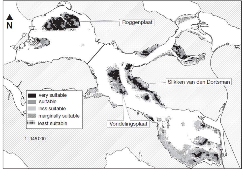 Figuur 6-2 Habitatgeschiktheid voor kokkels in de Oosterschelde (Kater e.a., 2006) Figuur 6-3 Habitatgeschiktheid voor kokkels in de Noordelijke Tak van de Oosterschelde (Kater e.