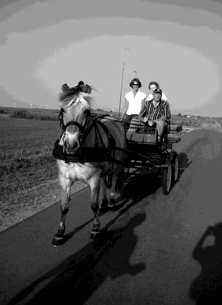 Op pad in de Eemnesser polder met paard en kar van Theo Makker.